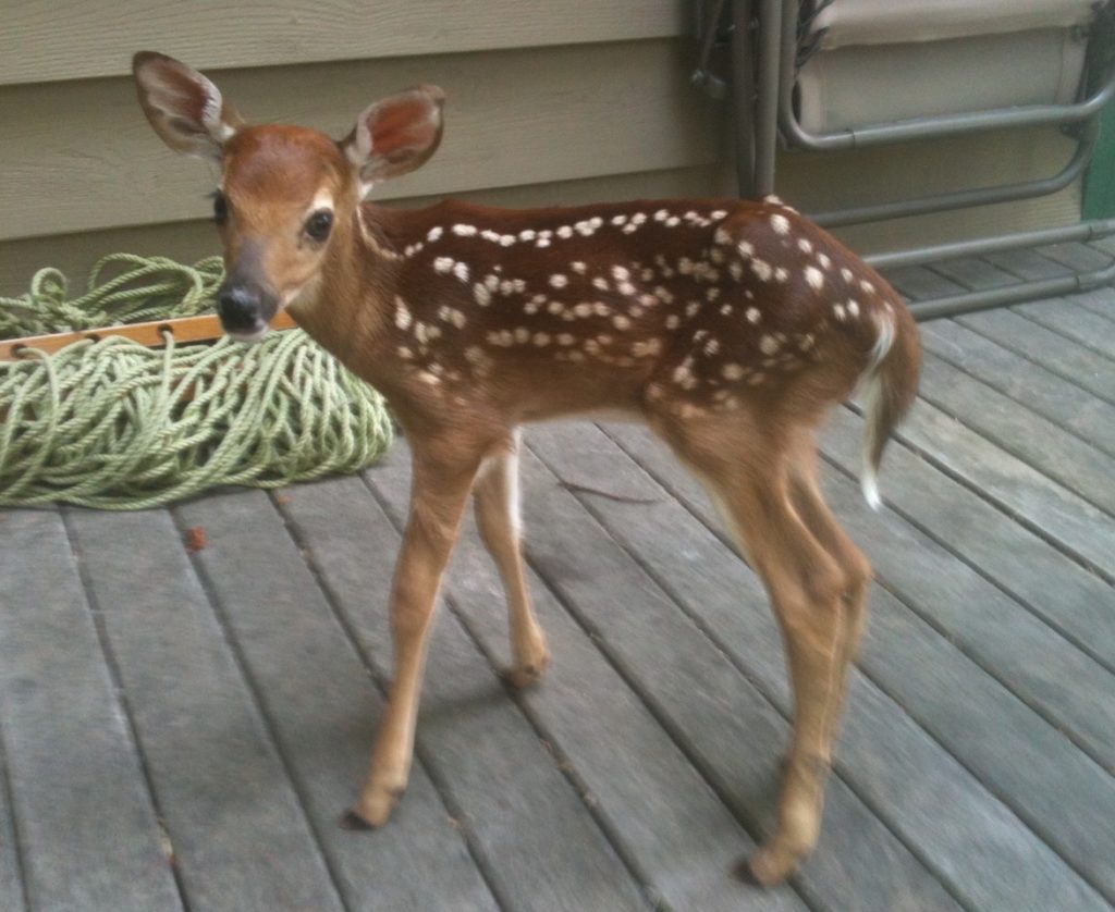 deer on deck photos